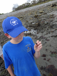 Exploring the Rocky Intertidal Zone