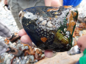 Exploring the Rocky Intertidal Zone